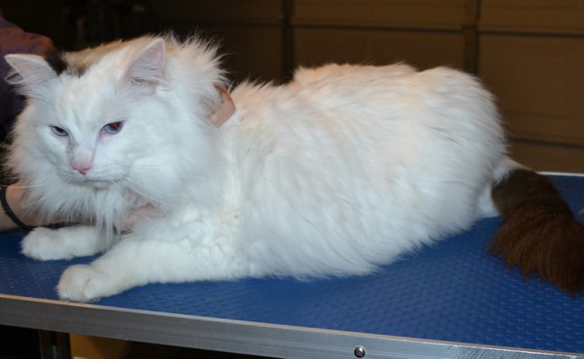 Stewie is a Ragdoll. He had his fur shaved off, nails clipped, ears cleaned and a wash n blow dry. — at Kylies Cat Grooming Services.