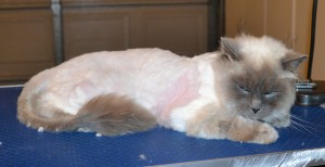 Red is a Ragdoll. He had his bad matted fur shaved right off, nails clipped, ears cleaned and a wash n blow dry. — at Kylies Cat Grooming Services.
