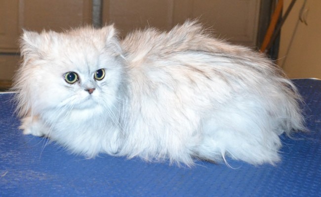 Alaska is a Chinchilla. She had her matted fur shaved off, nails clipped and ears cleaned. — at Kylies Cat Grooming Services.