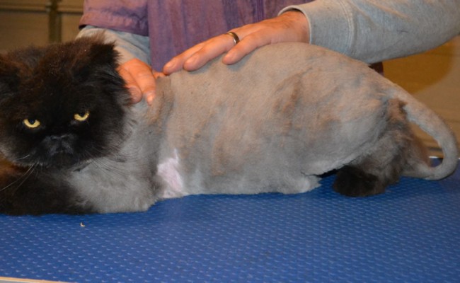 Dags is a Persian Chinchilla. He had his matted fur shaved off, nails clipped, ears and eyes cleaned. — at Kylies Cat Grooming Services.