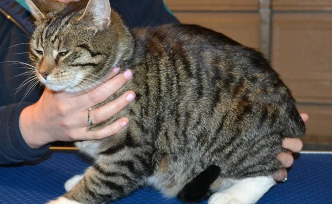 Rosie is a Short hair Domestic. She had her nails clipped, fur shaved down, ears cleaned and Black and Red Softpaw nail caps put on. — at Kylies Cat Grooming Services.
