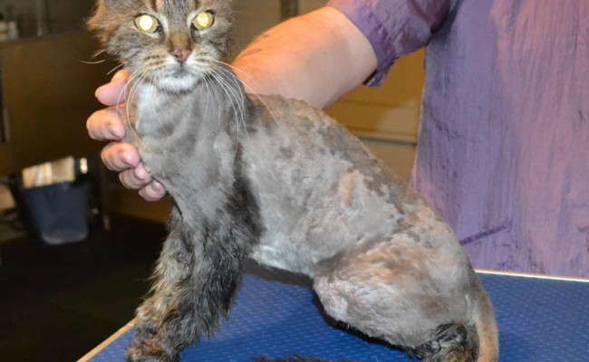 Silky is a 15yr old Long hair Domestic. She had her matted fur shaved right down,nails clipped, ears cleaned and a wash n blow dry. — at Kylies Cat Grooming Services.