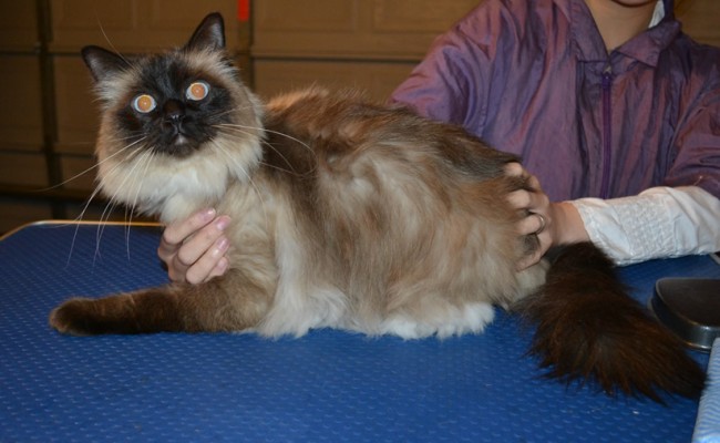 Coconut is a Ragdoll. She had her fur shaved down, ears cleaned and a full set of Glitter Blue Softpaw nail caps. — at Kylies Cat Grooming Services