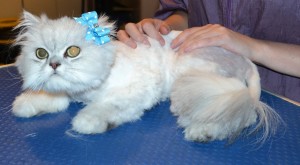 Alaska is a Chinchilla. She had her matted fur shaved off, nails clipped and ears cleaned. — at Kylies Cat Grooming Services.