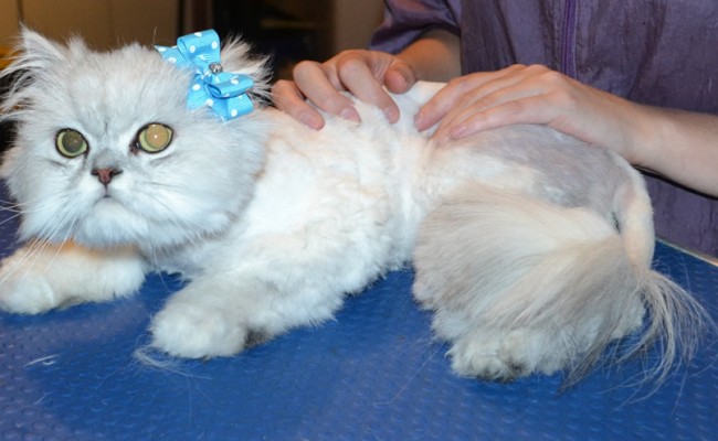 Alaska is a Chinchilla. She had her matted fur shaved off, nails clipped and ears cleaned. — at Kylies Cat Grooming Services.