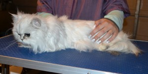 Chanel is a Chinchilla. She had her fur shaved down, nails clipped and ears cleaned. — at Kylies Cat Grooming Services.