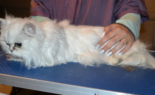 Chanel is a Chinchilla. She had her fur shaved down, nails clipped and ears cleaned. — at Kylies Cat Grooming Services.