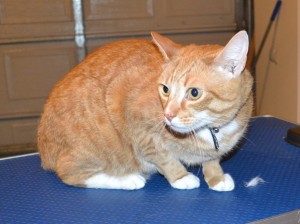 Tigga is a Short hair Domestic. He had his fur shaved off, nails clipped and ears cleaned. — at Kylies Cat Grooming Services.