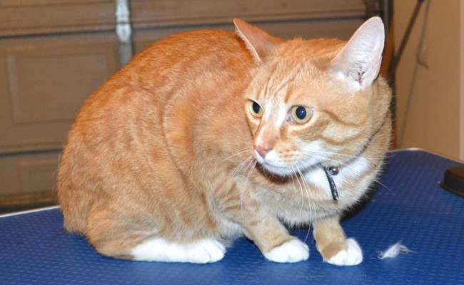 Tigga is a Short hair Domestic. He had his fur shaved off, nails clipped and ears cleaned. — at Kylies Cat Grooming Services.