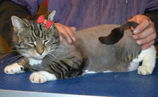Rosie is a Short hair Domestic. She had her nails clipped, fur shaved down, ears cleaned and Black and Red Softpaw nail caps put on. — at Kylies Cat Grooming Services.
