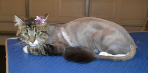 Mishka is a Long hair Tabby. She had her matted fur shaved off, nails clipped and ears cleaned. — at Kylies Cat Grooming Services.