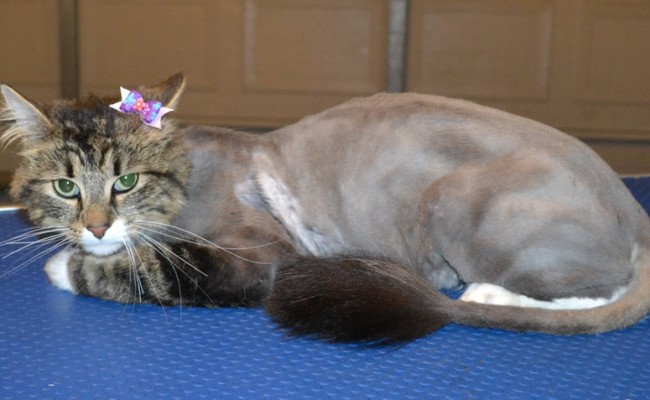 Mishka is a Long hair Tabby. She had her matted fur shaved off, nails clipped and ears cleaned. — at Kylies Cat Grooming Services.