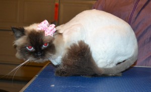 Eesha is a Ragdoll. She had her matted fur shaved off, nails clipped, ears and eyes cleaned and a wash n blow dry. — at Kylies Cat Grooming Services.
