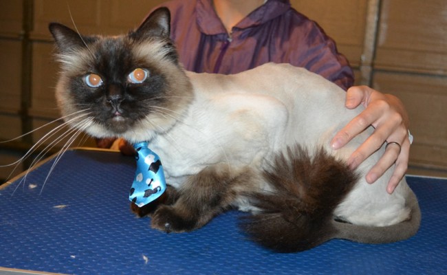 Coconut is a Ragdoll. She had her fur shaved down, ears cleaned and a full set of Glitter Blue Softpaw nail caps. — at Kylies Cat Grooming Services