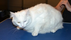Ollie is a Turkish Van. He had his fur shaved off, nails clipped and ears cleaned. — at Kylies Cat Grooming Services.