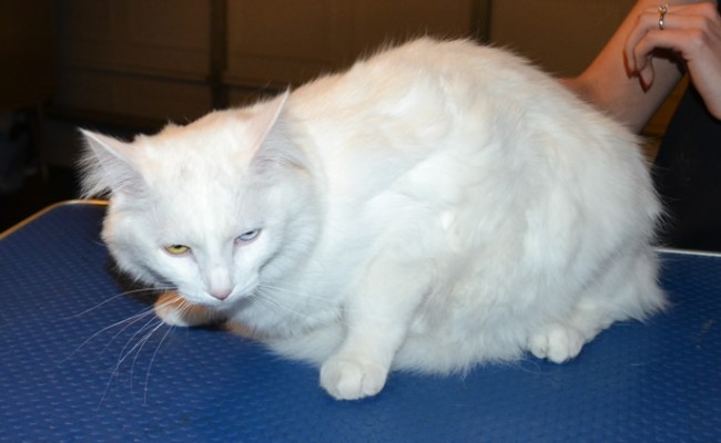 Ollie is a Turkish Van. He had his fur shaved off, nails clipped and ears cleaned. — at Kylies Cat Grooming Services.