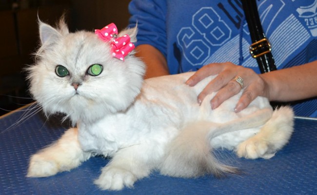 Chanel is a Chinchilla. She had her fur shaved down, nails clipped and ears cleaned. — at Kylies Cat Grooming Services.