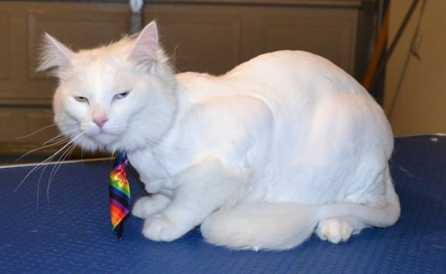 Ollie is a Turkish Van. He had his fur shaved off, nails clipped and ears cleaned. — at Kylies Cat Grooming Services.