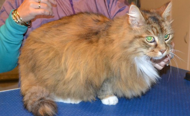 Billie is a Long hair Domestic. She had her fur shaved down, nails clipped, ears cleaned and a wash n blow dry. — at Kylies Cat Grooming Services.