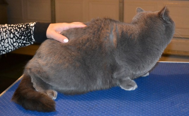 Louie is a British Short hair. He had his fur shaved down, ears cleaned and Blue and Yellow Softpaw nail caps. — at Kylies Cat Grooming Services.