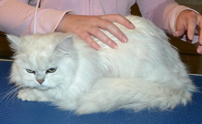 Ishka is a Chinchilla. She had her fur shaved down, nails clipped and ears cleaned. — at Kylies Cat Grooming Services.