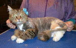 Billie is a Long hair Domestic. She had her fur shaved down, nails clipped, ears cleaned and a wash n blow dry. — at Kylies Cat Grooming Services.