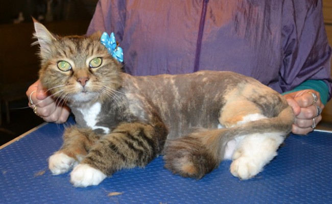 Billie is a Long hair Domestic. She had her fur shaved down, nails clipped, ears cleaned and a wash n blow dry. — at Kylies Cat Grooming Services.