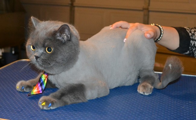 Louie is a British Short hair. He had his fur shaved down, ears cleaned and Blue and Yellow Softpaw nail caps. — at Kylies Cat Grooming Services.