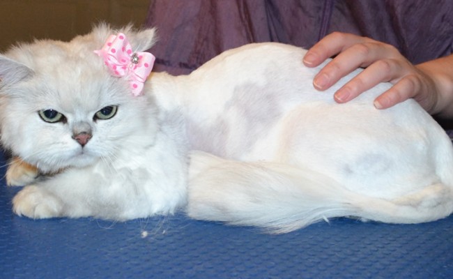 Ishka is a Chinchilla. She had her fur shaved down, nails clipped and ears cleaned. — at Kylies Cat Grooming Services.