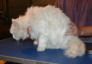 Mia is a Long Hair Domestic. She had her matted fur shaved off,nails clipped and ears cleaned. — at Kylies Cat Grooming Services.