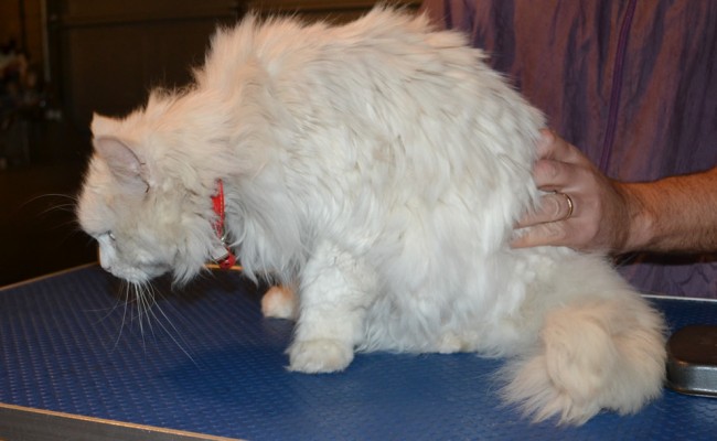 Mia is a Long Hair Domestic. She had her matted fur shaved off,nails clipped and ears cleaned. — at Kylies Cat Grooming Services.