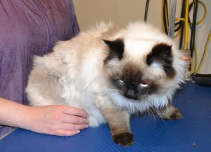 Lance is a Ragdoll. He had his matted fur shaved off, nails clipped and ears cleaned. — at Kylies Cat Grooming Services.