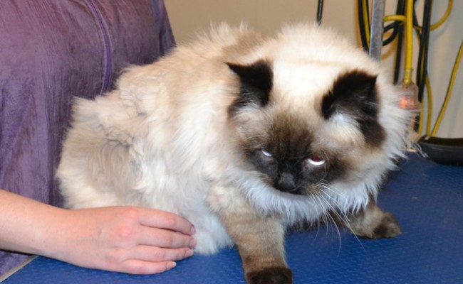 Lance is a Ragdoll. He had his matted fur shaved off, nails clipped and ears cleaned. — at Kylies Cat Grooming Services.