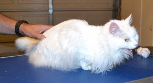 Missy is a 14 yr old Long hair Domestic. She had her matted fur shaved off, nails clipped, ears cleaned and a wash n blow dry. — at Kylies Cat Grooming Services.