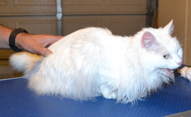Missy is a 14 yr old Long hair Domestic. She had her matted fur shaved off, nails clipped, ears cleaned and a wash n blow dry. — at Kylies Cat Grooming Services.