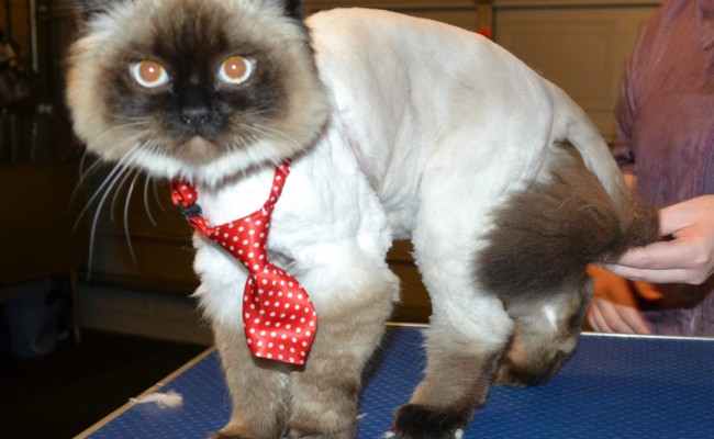 Lance is a Ragdoll. He had his matted fur shaved off, nails clipped and ears cleaned. — at Kylies Cat Grooming Services.