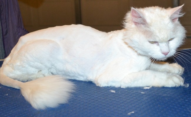 Missy is a 14 yr old Long hair Domestic. She had her matted fur shaved off, nails clipped, ears cleaned and a wash n blow dry. — at Kylies Cat Grooming Services.