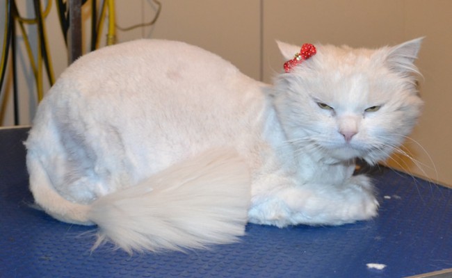 Mia is a Long Hair Domestic. She had her matted fur shaved off,nails clipped and ears cleaned. — at Kylies Cat Grooming Services.