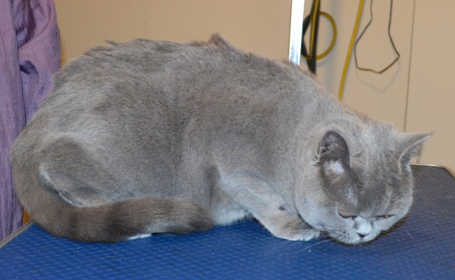 Alto is a British Short hair. She had her fur shaved down, nails clipped, ears cleaned, a wash n blow dry and a full set of Glitter Gold Softpaw nail caps. — at Kylies Cat Grooming Services.