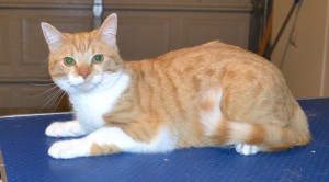 Buttons is a Short hair Domestic. She came in to get her nails clipped. — at Kylies Cat Grooming Services.