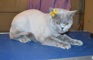 Alto is a British Short hair. She had her fur shaved down, nails clipped, ears cleaned, a wash n blow dry and a full set of Glitter Gold Softpaw nail caps. — at Kylies Cat Grooming Services.