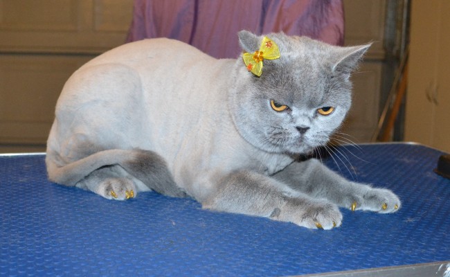 Alto is a British Short hair. She had her fur shaved down, nails clipped, ears cleaned, a wash n blow dry and a full set of Glitter Gold Softpaw nail caps. — at Kylies Cat Grooming Services.