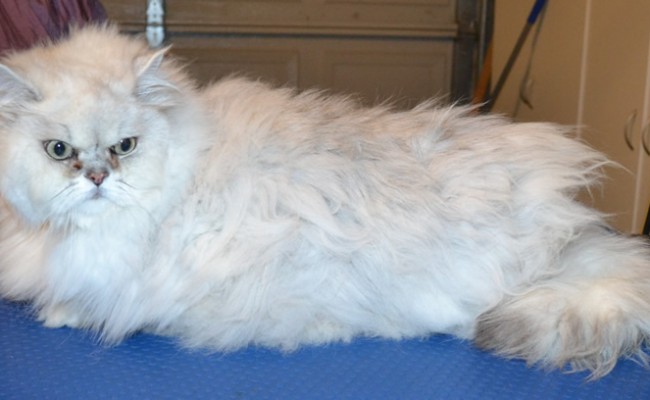 Yuki is a Burmilla. He had his matted fur shaved off, nails clipped and ears and eyes cleaned. — at Kylies Cat Grooming Services.