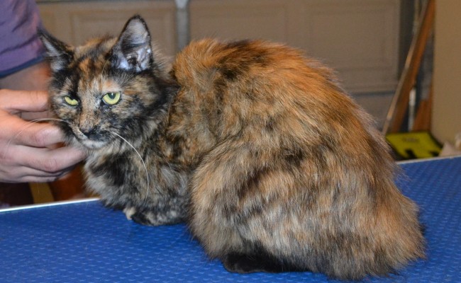 Luna is a medium hair domestic. She had her fur shaved down, nails clipped and ears cleaned. — at Kylies Cat Grooming Services.
