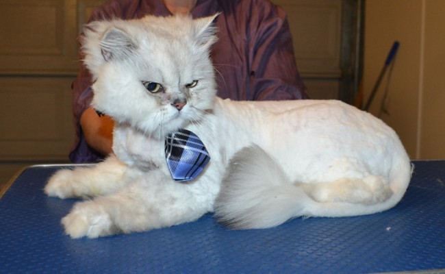 Yuki is a Burmilla. He had his matted fur shaved off, nails clipped and ears and eyes cleaned. — at Kylies Cat Grooming Services.