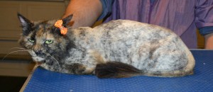 Luna is a medium hair domestic. She had her fur shaved down, nails clipped and ears cleaned. — at Kylies Cat Grooming Services.