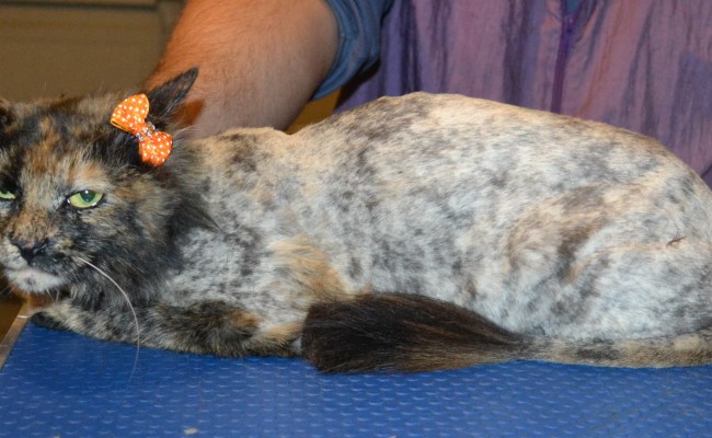 Luna is a medium hair domestic. She had her fur shaved down, nails clipped and ears cleaned. — at Kylies Cat Grooming Services.
