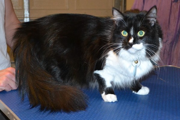 Ophelia is a Medium Hair Domestic. She had her fur shaved down, nails clipped and ears cleaned. — at Kylies Cat Grooming Services.