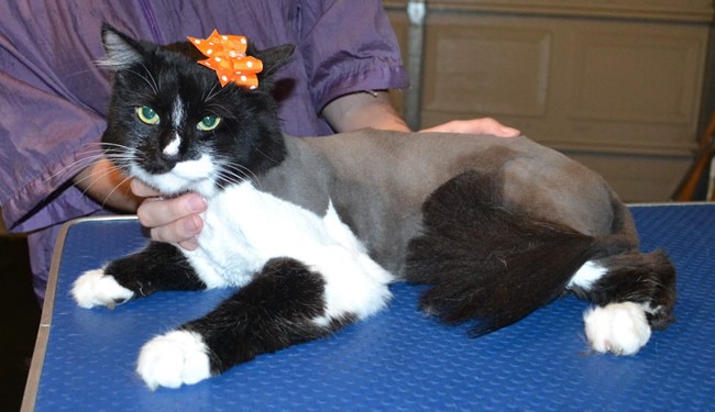 Ophelia is a Medium Hair Domestic. She had her fur shaved down, nails clipped and ears cleaned. — at Kylies Cat Grooming Services.