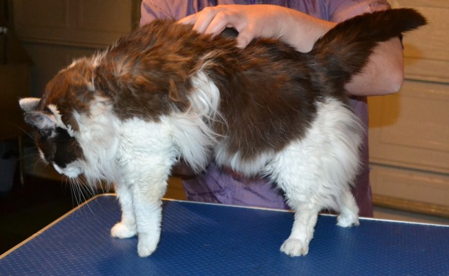 Muffin is a Snowshoe x Domestic. She had her matted fur shaved down, nails clipped, ears cleaned and a wash n blow dry. — at Kylies Cat Grooming Services.